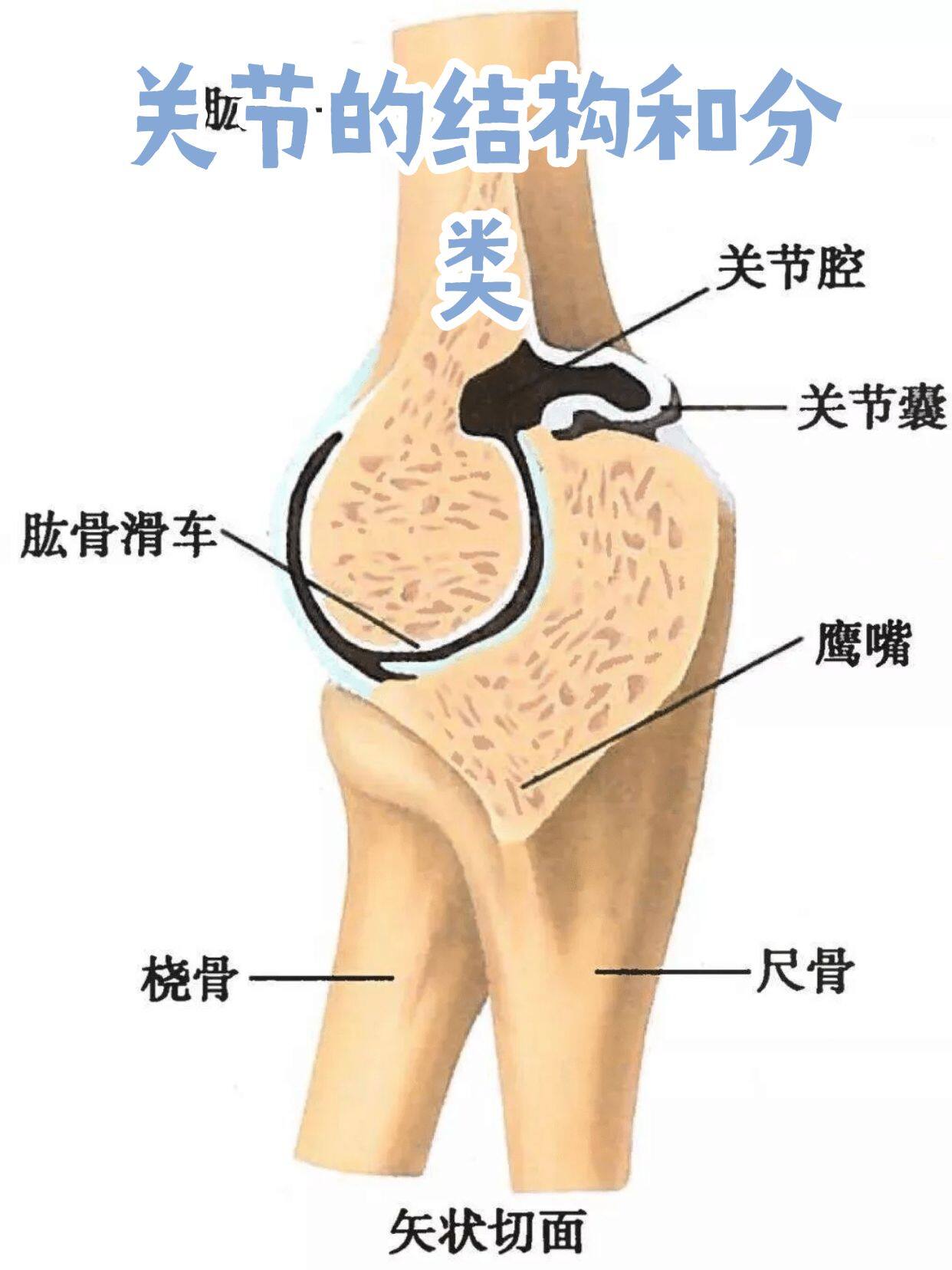 关节的结构和分类，一篇就讲明白了